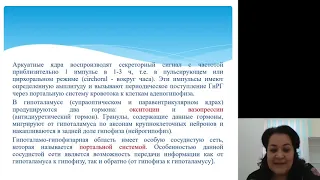 Акушерство и гинекология. Регуляция менструального цикла