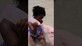 Swimming with pigs in paradise 🐷