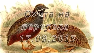 Охота на летного перепела, высыпка 17.09.15.Hunting for quail flight.