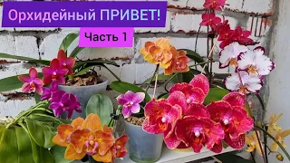 Красоты много не бывает! Обзор цветущих азиатских и голландских орхидей. Новые бабочки. Запах есть?