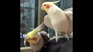 Cockatiels whistle and talk about their concerns? #cockatiel #cockatiel singing