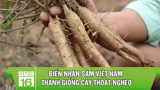 Biến nhân sâm Việt Nam thành giống cây thoát nghèo | VTC16