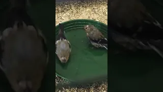 young bullfinches take a bath