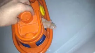 Rat in a boat