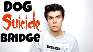 A Bridge Where Dogs Commit Suicide | Why Do They Jump?