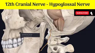 Hypoglossal Nerve |12th Cranial Nerve |Origin|Connection|Course|Relations |Branches|Clinical Anatomy