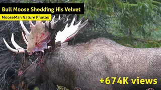 Bull Moose Shedding His Velvet
