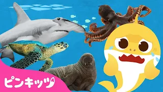 【40分】サメと海のどうぶつのなまえ🐳 | おうち水族館 | うみのいきもの | どうぶつの歌 | 知育動画 | 赤ちゃんが喜ぶ歌 | ピンキッツ・ベイビーシャーク