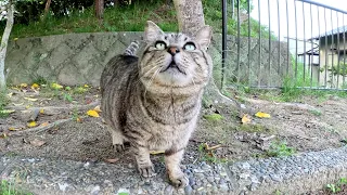 太ったキジトラ猫が親友の茶トラ猫にフラれて一人でお散歩に出かける