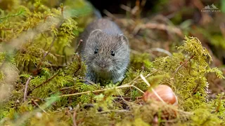 Meet The Voles