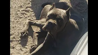 Cane Corso Left For Dead Deep In the Desert