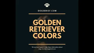 Top 5 Golden Retriever Colors