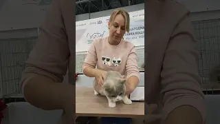 Британский котёнок Даша на выставке Winter Cat Show 2022