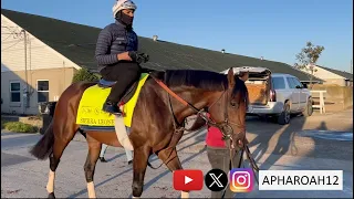 Sierra Leone's First Appearance at Churchill Downs: 2024 Kentucky Derby 150 Training 4/22/24