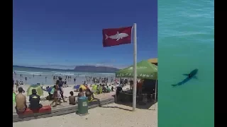 GREAT WHITE SHARK ALERT @ MUIZENBERG BEACH