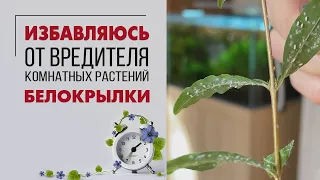 Как избавиться от белокрылки | Тестирую препараты от вредителей на растениях