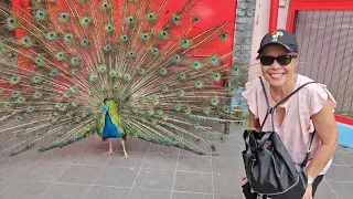 BATU CAVES - KUALA LUMPUR