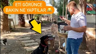 KÖPEKLERİ KIRMIZI ETLE BESLİYORUM - Barfetto