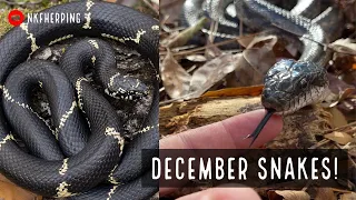 December Herping in Georgia: Backyard Salamanders, Kingsnake, Ratsnake, and Cottonmouths!