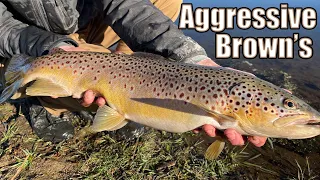 Fly Fishing & Spin Fishing Wyoming for Aggressive LARGE Brown Trout