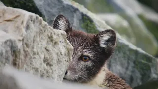 FOX HUNTING THE AUKS