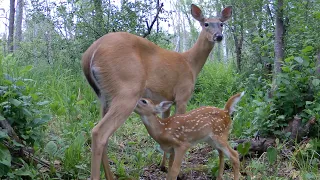 Whitetail Doe Nursing and Grooming Her Newborn Fawn