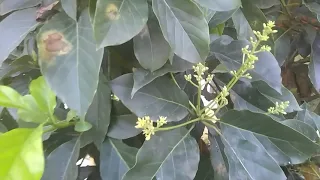 Como  fazer seu abacateiro explodir de flores e dar muitos frutos.