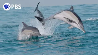 How Dolphins Lead the Feast