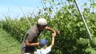 Виноград виноградник Винница Огородник Виктор