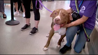 Woman tearfully adopts dog as shelter desperately seeks foster homes