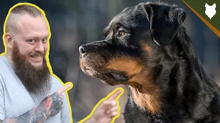 5 AMAZING FACTS About The ROTTWEILER