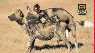 A SELVAGEM VIDA DOS CÃES SELVAGENS