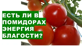 Есть ли у помидоров энергии благости? Веды знают.  Do tomatoes have goodness energies?The Vedas know