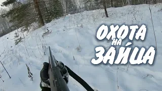 Ну, заяц погоди... часть 2. Охота на зайца и лису