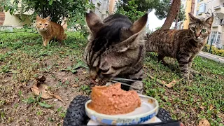 3 SWEET CATS FEED THEIR BELLIES🐈