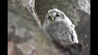 フクロウのヒナ　梁川八幡神社　⑥３羽目の巣立ち・親鳥を攻撃するカラス