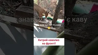 🦊 Одразу прокинувся! Лис вподобав каву українського воїна