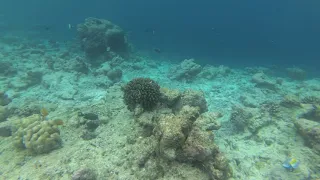 🇲🇻 Jansen's wrasse Snorkeling 🐠 - Rasdhoo Bikini Beach, Maldives 🏝