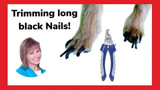 How to trim BLACK TOENAILS on a dog. This is a different approach to trimming a dog’s toenails.