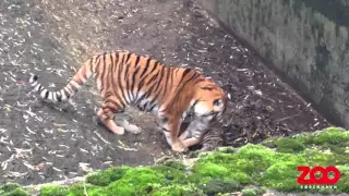 Tigerunge leger med sæk | Copenhagen Zoo