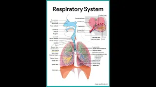 Respiratery system animation।। biological short animated video।।        #shorts #shortvideo