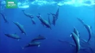 Delfine hautnah - Großes Delfin-Treffen - Clip [HD] Deutsch / German