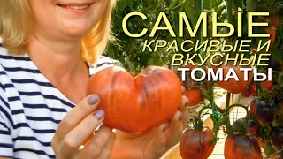 Четыре ЭКЗОТИЧЕСКИХ, КРАСИВЫХ и очень ВКУСНЫХ томатов! Советы от ЗЕЛЕНОГО ОГОРОДА!