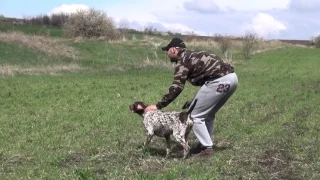 Kurzhaar Biba di san Fiorano on partridges