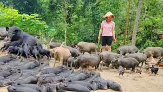 Taking care of piglets, preparing breast milk, and gardening ,Live in the forest