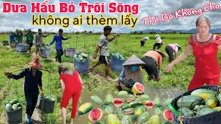 Bái phục Gánh hơn 100 công dưa Dưa hấu loại nhất, thẩy xuống sông trôi nổi không ai lấy thấy tiếc