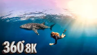 8K 360° Underwater VR Experience: Swimming with Whale Sharks