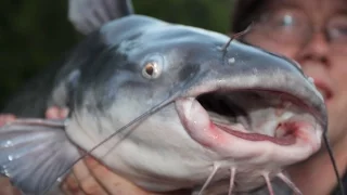 Catfishing tips - Catfishing with bluegill - fishing for catfish