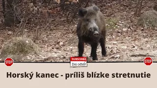 🐗🙈 Diviak, horský kanec - príliš blízke stretnutie 🙈🐗 Wild boar too close