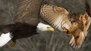 Eagle vs Owl - Battle between two birds of prey